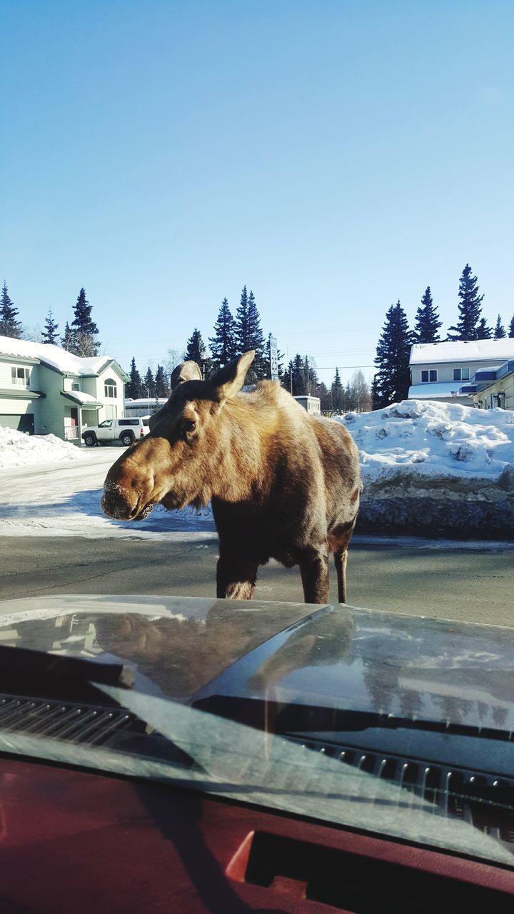 VIEW OF A HORSE ON CAR