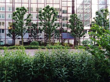 Plants growing in front of building