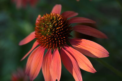 Close-up of orange flower