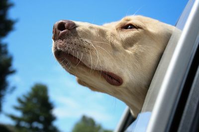 Low angle view of labrador retriever in car