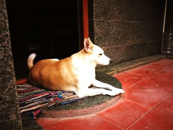 Cat looking away