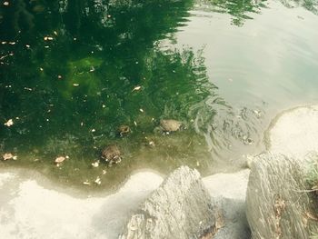 High angle view of sheep in water
