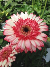 Close-up of pink flower