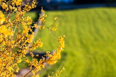 Close-up of yellow flowering plant