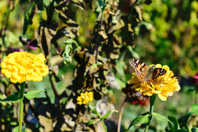 Close-up of honey bee on yellow flower