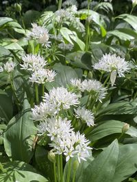 Close-up of white flowering plants