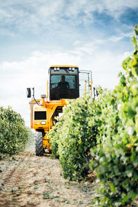 Mechanical grape harvester working in vineyard