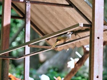 bird