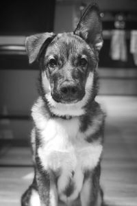 Close-up portrait of dog sitting on floor