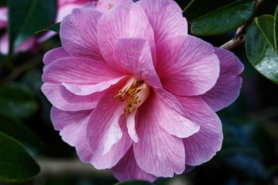 Close-up of insect on pink flower