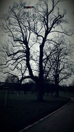 Bare trees on landscape