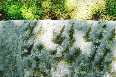 Close-up of plants growing in water