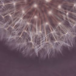Close-up of dandelion