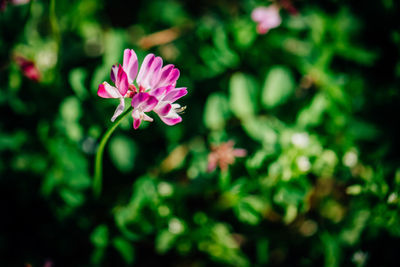 Close-up of pink flower blooming outdoors