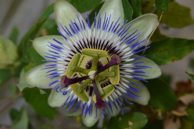 Close-up of purple flowering plant