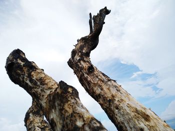 Low angle view of tree trunk against sky