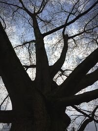 Low angle view of bare trees against sky