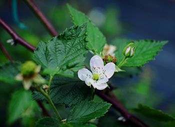 Close-up of flowering plant