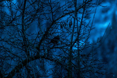 Low angle view of bare trees against sky