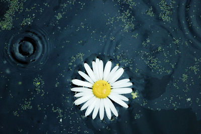 High angle view of white flower floating on water