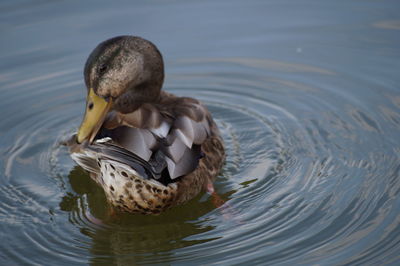 Close-up of preening duck