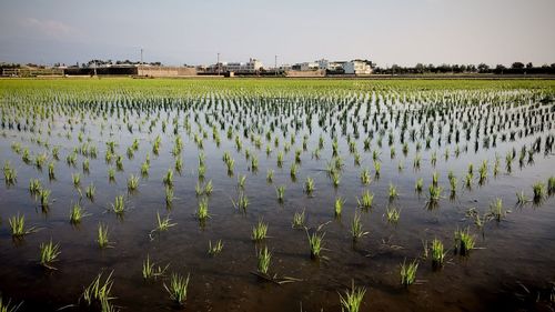 Scenic view of agricultural field against sky