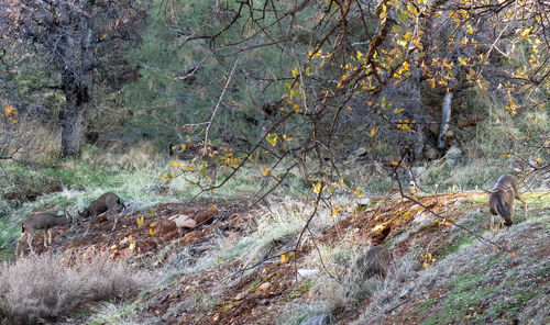 Trees in forest