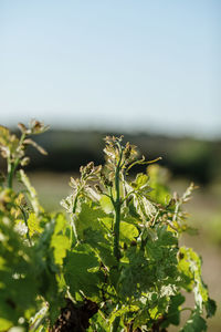 Close-up of plant against clear sky