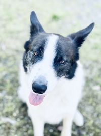 Close-up portrait of a dog
