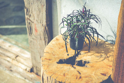 Close-up of potted plant against wall