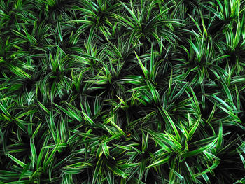 Full frame shot of fresh green plants