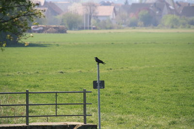 Bird on a field