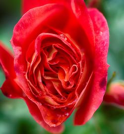 Close-up of red rose blooming outdoors