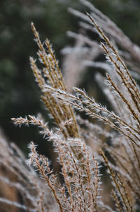 Close-up of wilted plant on field