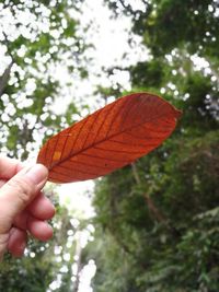 Close-up of hand holding leaf against tree