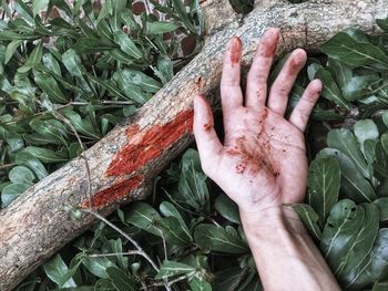 High angle view of hand holding leaf