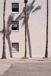Trees against building wall