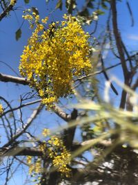 Low angle view of yellow flowering plant