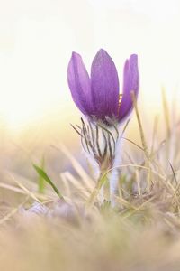 Close-up of purple crocus flowers on field