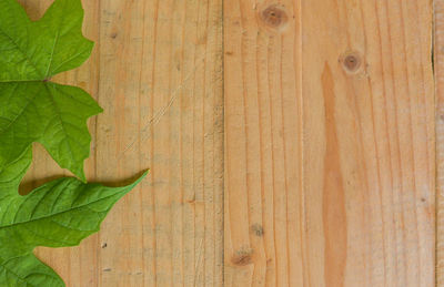 Directly above shot of leaves on wooden plank