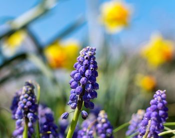 Close-up of purple flowers