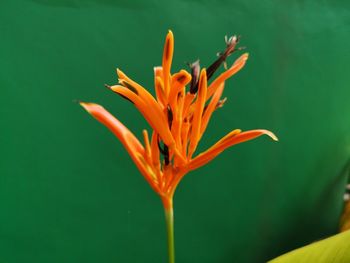 Close-up of orange flower