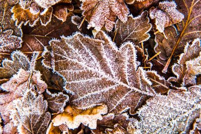 Full frame shot of leaves