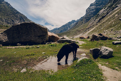 Rear view of man walking on mountain