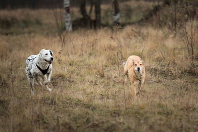 Dog running in field