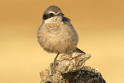 Close-up of bird perching on rock