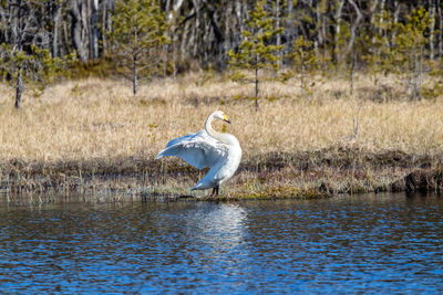 Whooper swan with spread wings, perching in lake