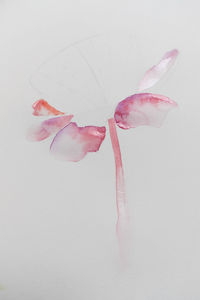 Close-up of pink rose against white background