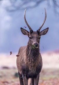 Portrait of deer standing on field against sky