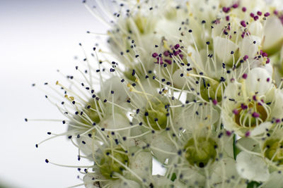 Close-up of white flowering plant